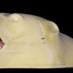 CBR2 Black Bear Rugshell - Medium