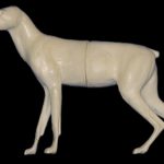 CC050 Coyote - Peter Knapton