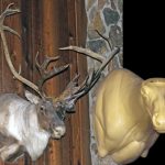 CCB10 Caribou Full Sneak Right Turn Shoulder Mount