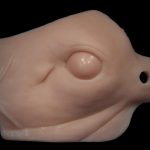 Champions Choice Whitetail Alert Eye Reference Cast - CCERCA