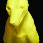 CCOS1 Coyote - Shoulder - Peter Knapton