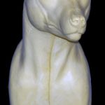 CCOS5 Coyote - Shoulder - Peter Knapton