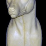 CCOS6 Coyote - Shoulder - Peter Knapton