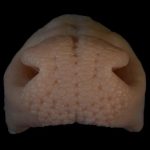 Champions Choice Whitetail Nose Pad Reference Cast - CCWNPR