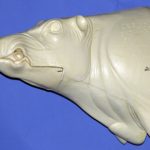 CEB20S CM Straight Closed Mouth