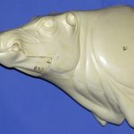 CEB21S CM Straight Closed Mouth