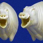CEB20L Euro Boar - Open Mouth