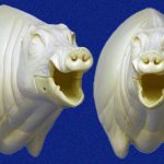 CEB20R Euro Boar - Open Mouth