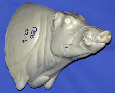 CEB22S CM Euro Boar - Closed Mouth