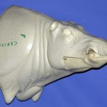CEB23S CM Euro Boar - Closed Mouth