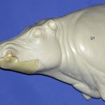 CEB24S CM Euro Boar - Closed Mouth