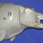 CEB26S Euro Boar - Open Mouth