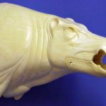 CEB27S Euro Boar - Open Mouth