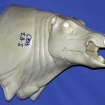 CEB28S Euro Boar - Open Mouth