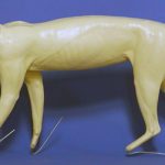 CFBC601 Bobcat Forms by Darin Flynn