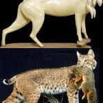 CFBC607 Bobcat Forms by Darin Flynn