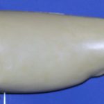 CFRFL540 Redfish  by Gerald Flynn