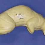 CFS201 Squirrel - Sitting