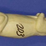 CFS203 Squirrel - Sitting