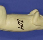 CFS204 Squirrel - Sitting