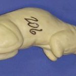 CFS206 Squirrel - Sitting