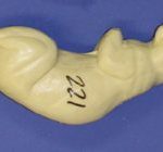 CFS221 Squirrel - Sitting