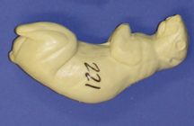 CFS221 Squirrel - Sitting