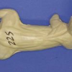 CFS225 Squirrel - Running Down Tree