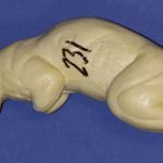 CFS231 Squirrel - Sitting