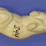 CFS244 Squirrel - Sitting