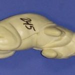 CFS245 Squirrel - Sitting