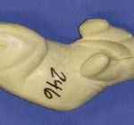 CFS246 Squirrel - Sitting