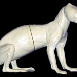 CFS26 Fisher - Peter Knapton