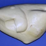 CFT105 Turkey Body - Flying