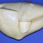 CFT104 Turkey Body - Strut /  Walk