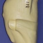 CFT118 Turkey Hen - Walking