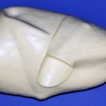 CFT120 Turkey Body - Strutting / Walking