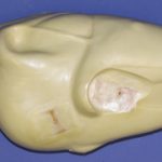 CFT182 Turkey Body - Flying