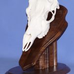 European Skull Table Top Pedestal Walnut