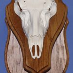European Skull Wall Pedestal Oak