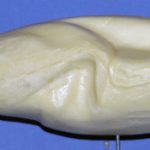 Mallard Drake Average