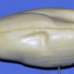 Mallard • Small Drake or Hen