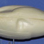 Green-winged Teal Hen