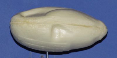 Green-winged Teal Hen