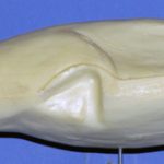 Common Merganser Drake