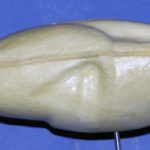 Green-winged Teal Drake