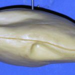 Ruddy Duck Drake Swimming