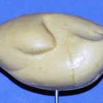 Bobwhite Quail Domestic