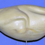 Greater Prairie Chicken