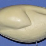 Lesser Prairie Chicken